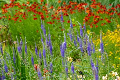 Naturalistic Planting At Bressingham Gardens Norfolk With Emphasis On