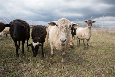 A American Solar Grazing Association