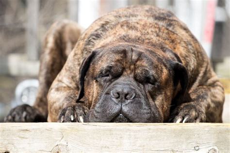 Mastino Napoletano Informazioni E Caratteristiche