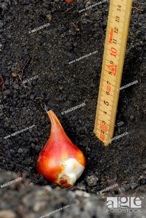 Tulip bulb planting, flower bulb, planting depth, folding rule, Stock ...