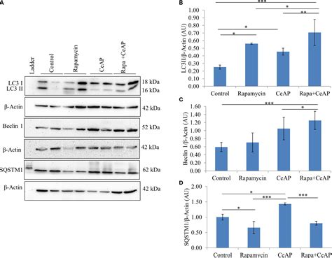 Frontiers Effect Of Calorie Restriction And Rapamycin On Autophagy