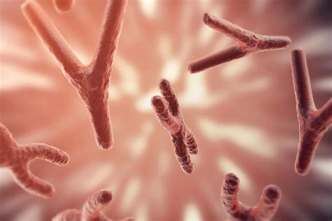 Chromosome Y Pourquoi Les Hommes Meurent Plus T T Operon Group