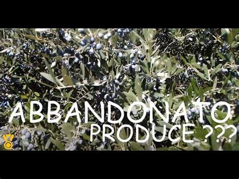 Oliveto Abbandonato Produzione A Novembre Enjoy Youtube