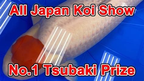 Best Of Tsubaki Prize53rd All Japan Nishikigoi Show 2023 YouTube