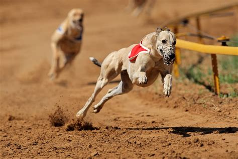 Top Des Races De Chiens Les Plus Rapides Et Si Rapides Qu Elles The