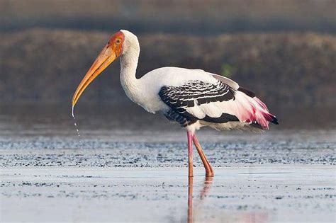 fakta burung bangau bluwok penghuni mangrove  makin langka idn
