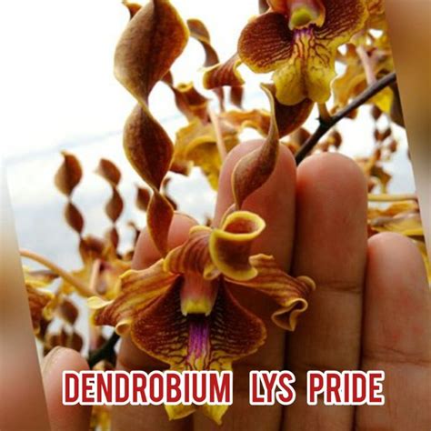 Jual Dendrobium Lys Pride Dendrobium Emas Shopee Indonesia