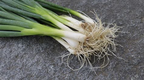 Scallions World Farmers