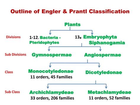 Engler Prantl System Of Classification PPT