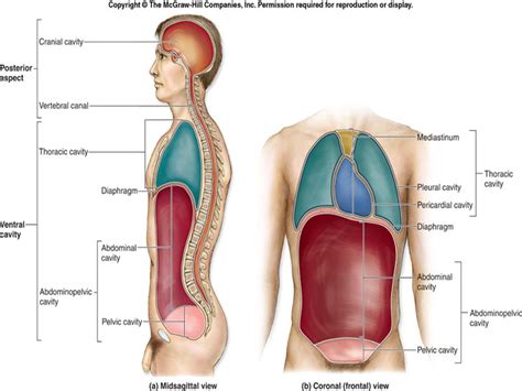 Body Cavities Diagram Quizlet