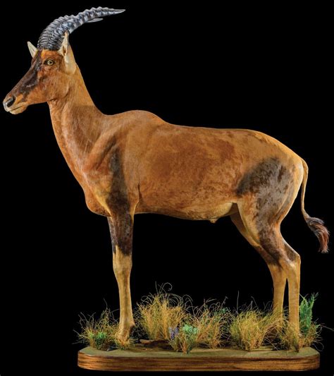 Topi Taxidermy South Africa Life Form Taxidermy