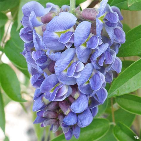 Wisteria Amethyst Falls Staked — Green Acres Nursery And Supply