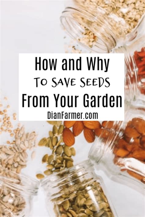 Why And How To Save Seeds From Your Garden