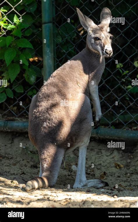 The red kangaroo, Macropus rufus is the largest of all kangaroos, the largest terrestrial mammal ...