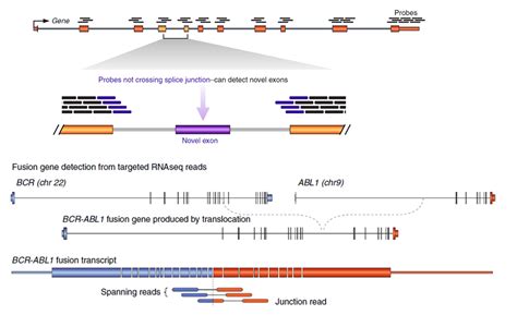 量身打造！rna Capseq更适合临床融合基因检测 经典文献分享 Seqcn