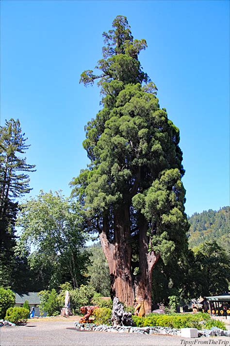 Grandfather Tree, Coast Redwood in Piercy, CA