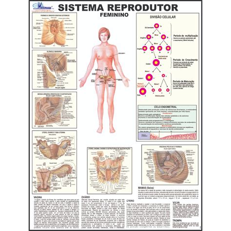 Parte Do Corpo Humano Feminino - 8
