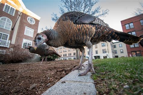 Harvard Undergraduate Association Allocates $1,000 to Pilot New Turkey ...