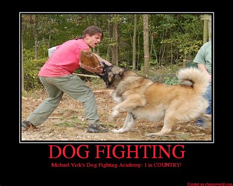 Dog Fighting Pictures Cute Funny Dogs