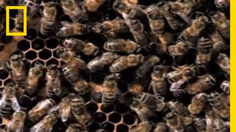 Killer Bees Weird Nature Youtube