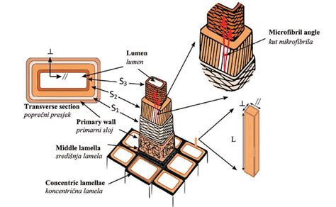 Schematic Of Wood Cell Wall Layers Patterns Represent Cellulose Download Scientific Diagram