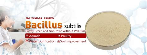 Bacillus Subtilis Billion Cfu G Buy Bacillus