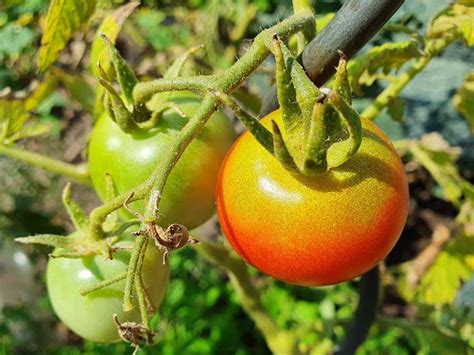 Bl Tenendf Ule Bei Tomaten Was Dagegen Tun Gartenmoni De Altes