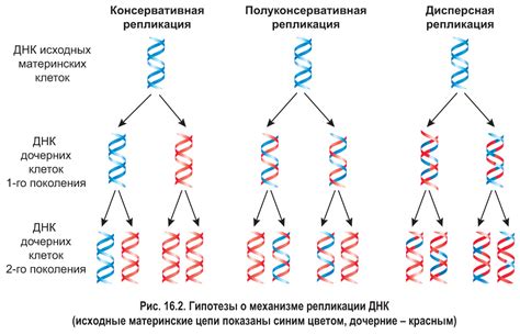 § 16. Клеточный цикл. Репликация ДНК: Репликация ДНК