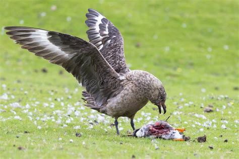 Great Skua Standing on Green Grass Eating a Puffin it Killed Stock Image - Image of hunter, food ...