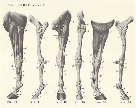 Vintage Horse Leg Anatomy Illustration Book Page