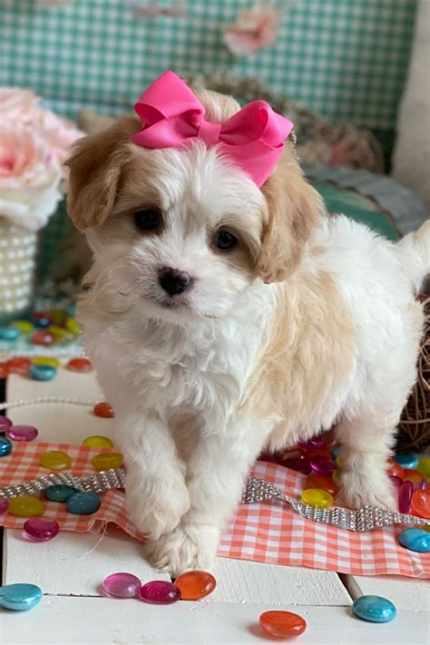 Cavachons/Cavachon/Cavachon Puppies Foe Sale/Cavachons by Design ...