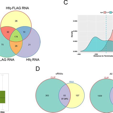 Candidate Srnas Identified By Rna Seq And Clip Seq A Venn Diagram Download Scientific