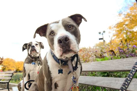 Two Pitties in the City: City Dog: Respectful Dog Walking in the City