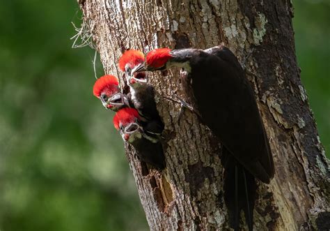 Woodpecker Bird Nest