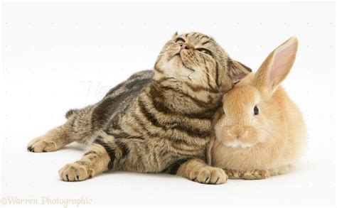 Cats And Rabbits Do Cats And Rabbits Get Along Together