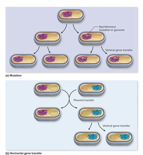 Vertical Vs Horizontal Gene Transfer College Life Hacks Daughter