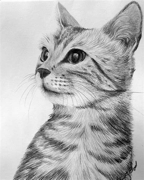 portraits - eileenboyd.ca art and gardens Cats Art Drawing, Pencil Art ...