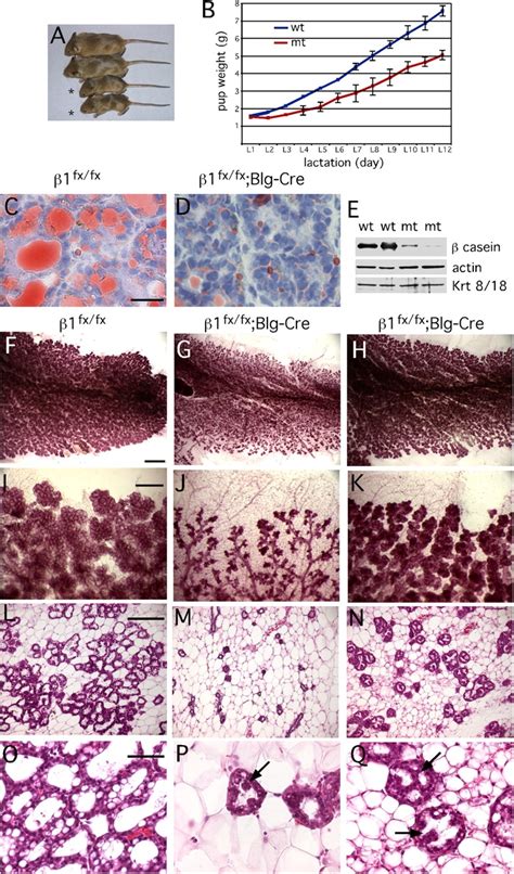 Defects In Mammary Gland Development Analysis Of Mammary Gland