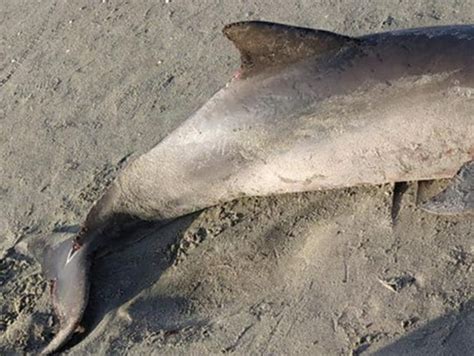 Vídeo Golfinho é encontrado morto em praia do interior do RN Portal