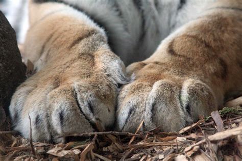 Tiger Paws Tiger Paw Paw Cute Cats And Kittens