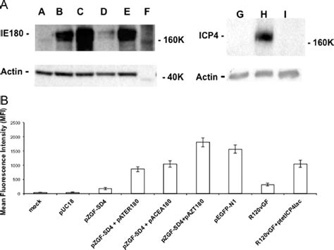 HTERT And CEA Promoter Mediated IE180 Expression Panel A Hela Tet Off