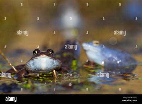 Common Frog Rana Temporaria Male During Mating Season Feldberg Lake