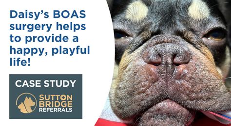 Daisys Boas Surgery Case Study Sutton Bridge Vets