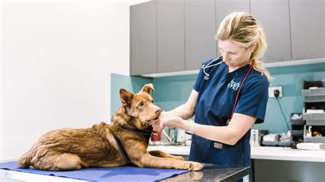 Vet Consultations And Emergency Merewether Vet