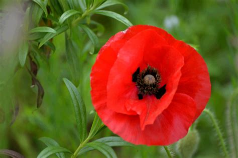 Beautiful Poppy Flower Free Stock Photo - Public Domain Pictures