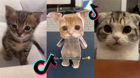 El Gato Tiktok Cat Compilation Part 2 El Gato Meme YouTube