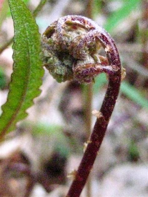 Ferns: Can You Eat Fiddleheads? - Anita Sanchez