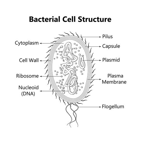 Bacterial Cell Diagram Pili