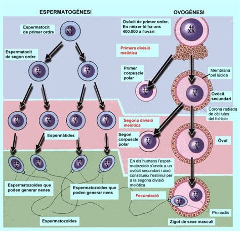 Metamorfosis Biologia Humana Gametogenesisovogenesis Y