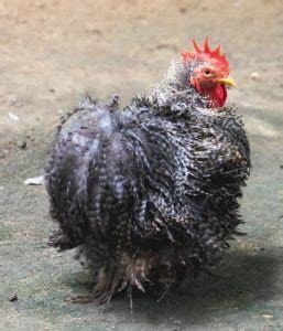 Dominique Chicken Breed: Eggs, Size, Color, Care, Pictures